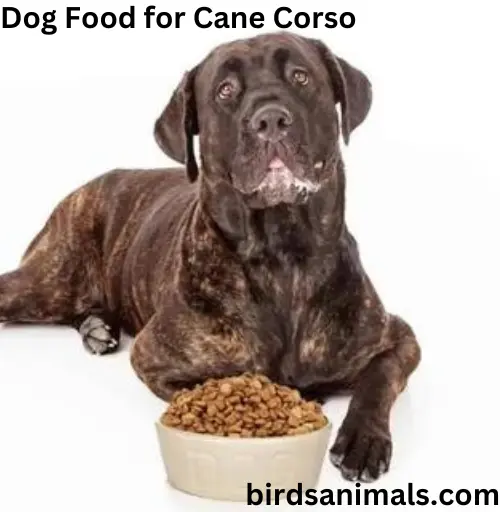 Dog Food for Cane Corso