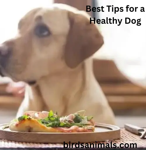 Best Tips for a Healthy Dog