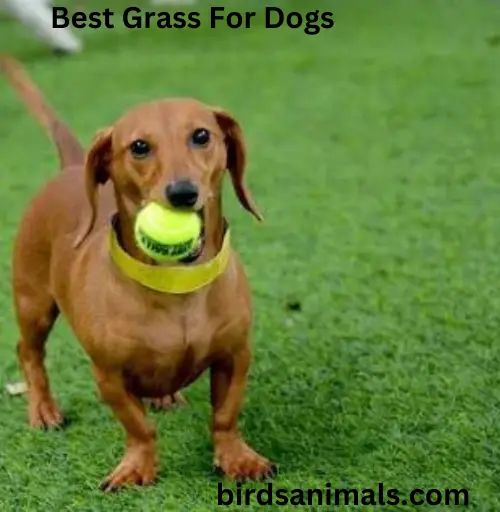 Best Grass For Dogs