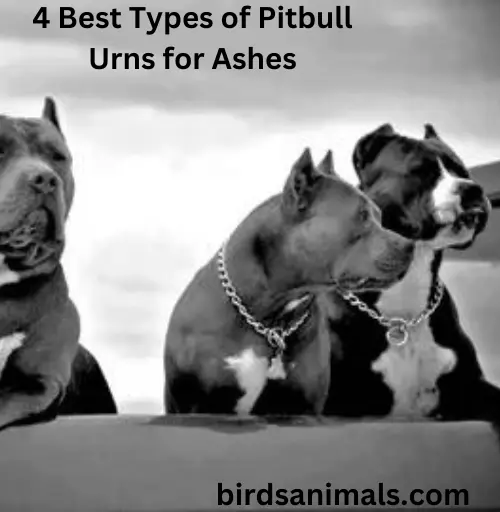 Pitbull Urns for Ashes