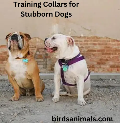 Training Collars for Stubborn Dogs