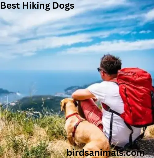 Best Hiking Dogs