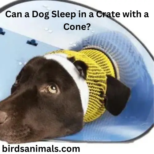 Can a Dog Sleep in a Crate with a Cone?