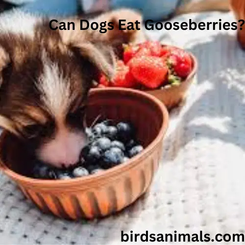 Can Dogs Eat Gooseberries?