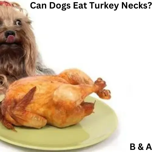 Can Dogs Eat Turkey Necks?