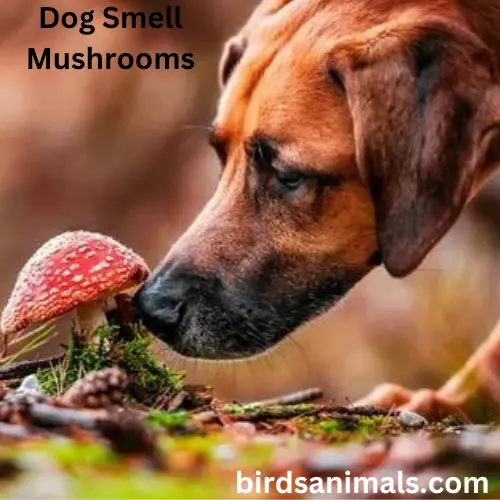 Can Drug Dogs Smell Mushrooms?