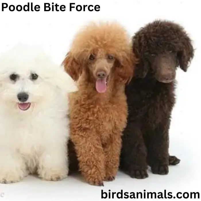 Poodle Bite Force