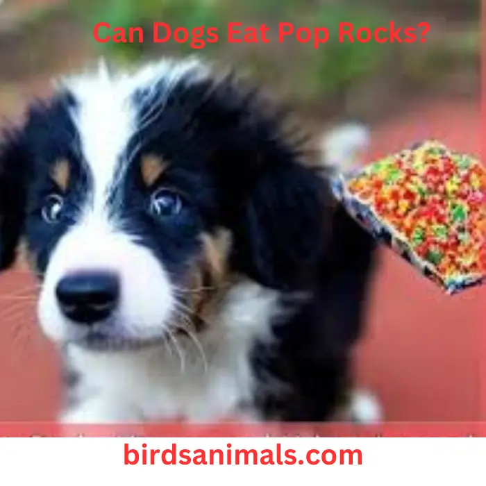 Can Dogs Eat Pop Rocks