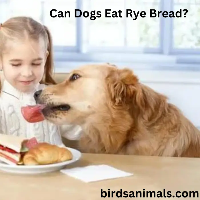 Can Dogs Eat Rye Bread?