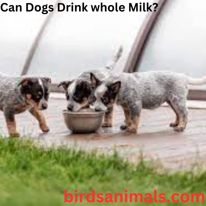 Can Dogs Drink whole Milk?