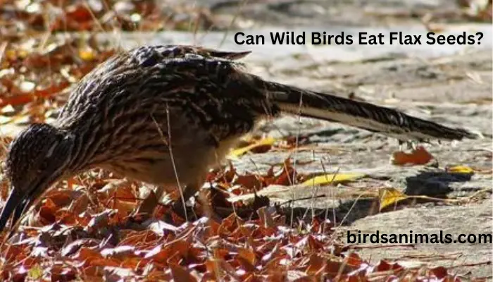 Can Wild Birds Eat Flax Seeds?