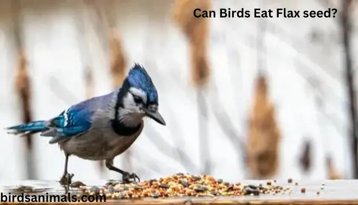 Can Birds Eat Flax seed?