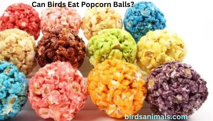 Can Birds Eat Popcorn Balls?