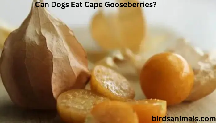 Can Dogs Eat Cape Gooseberries?