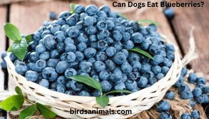 Can Dogs Eat Blueberries?