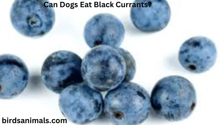 Can Dogs Eat Black Currants?