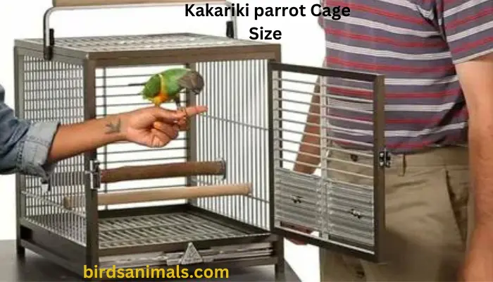 Kakariki parrot Cage Size  