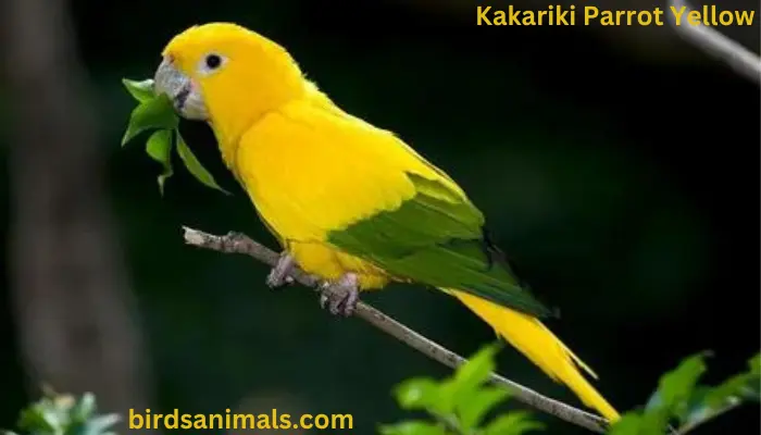  Kakariki Parrot Yellow  