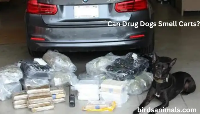 Can Drug Dogs Smell Carts?