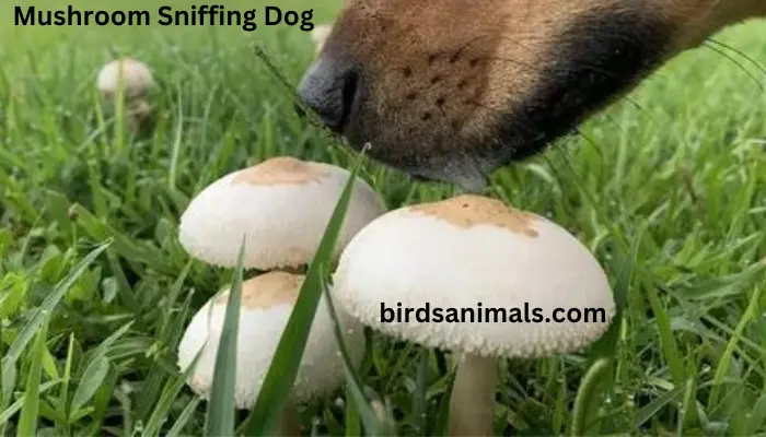 Mushroom Sniffing Dog