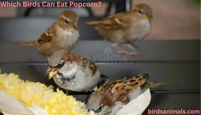 Which Birds Can Eat Popcorn?