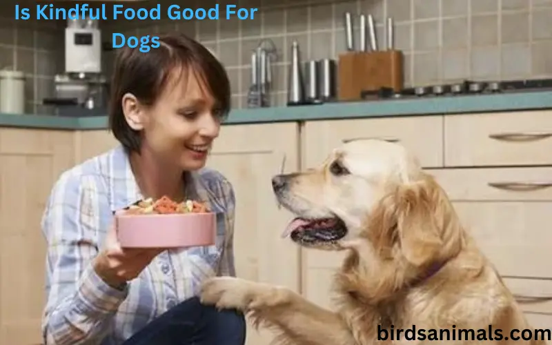 Is Kindful Food Good For Dogs