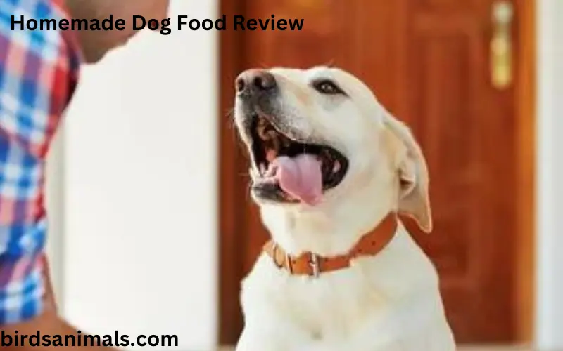 Homemade Dog Food Review