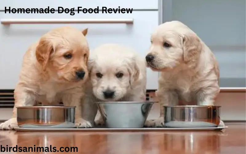 Homemade Dog Food Review