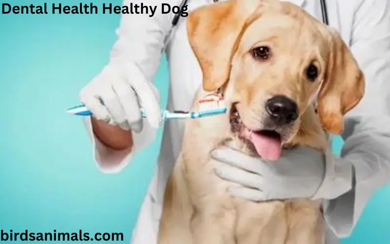 Dental Health Healthy Dog