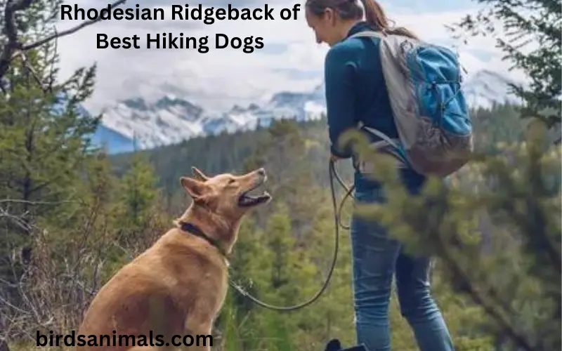 Rhodesian Ridgeback of Best Hiking Dogs